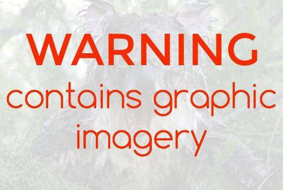 O wet koala photoshop 570