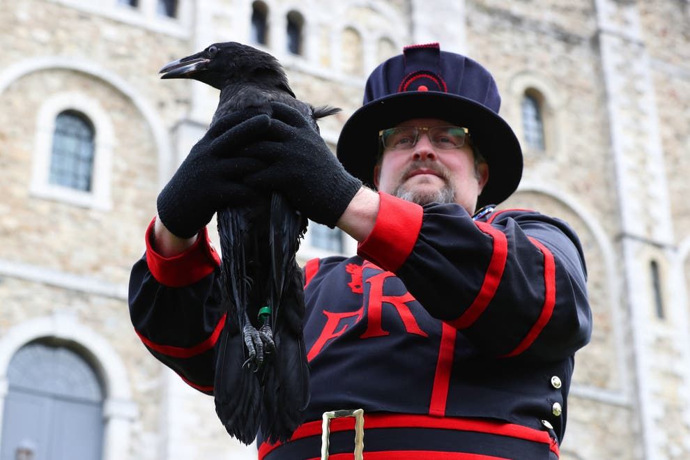 Results of public vote to name Tower of London’s baby raven announced