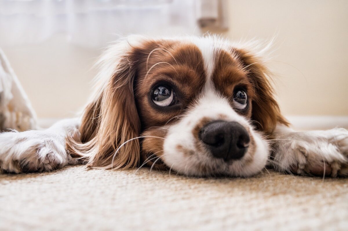 Dog 2785074 1920