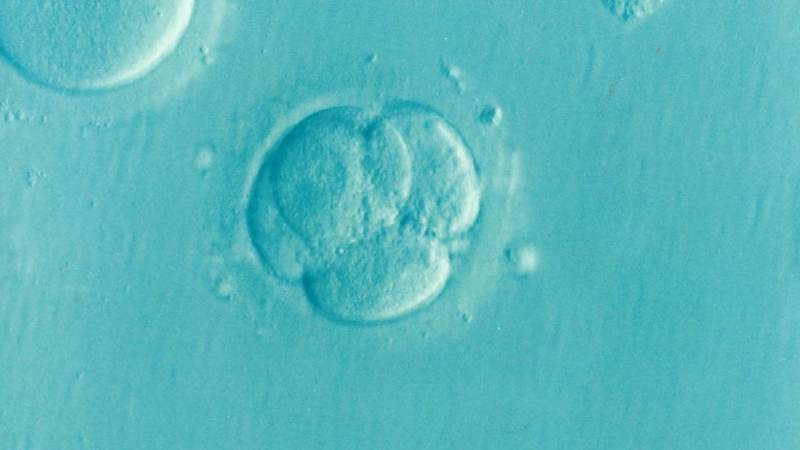 Embryo 1514192