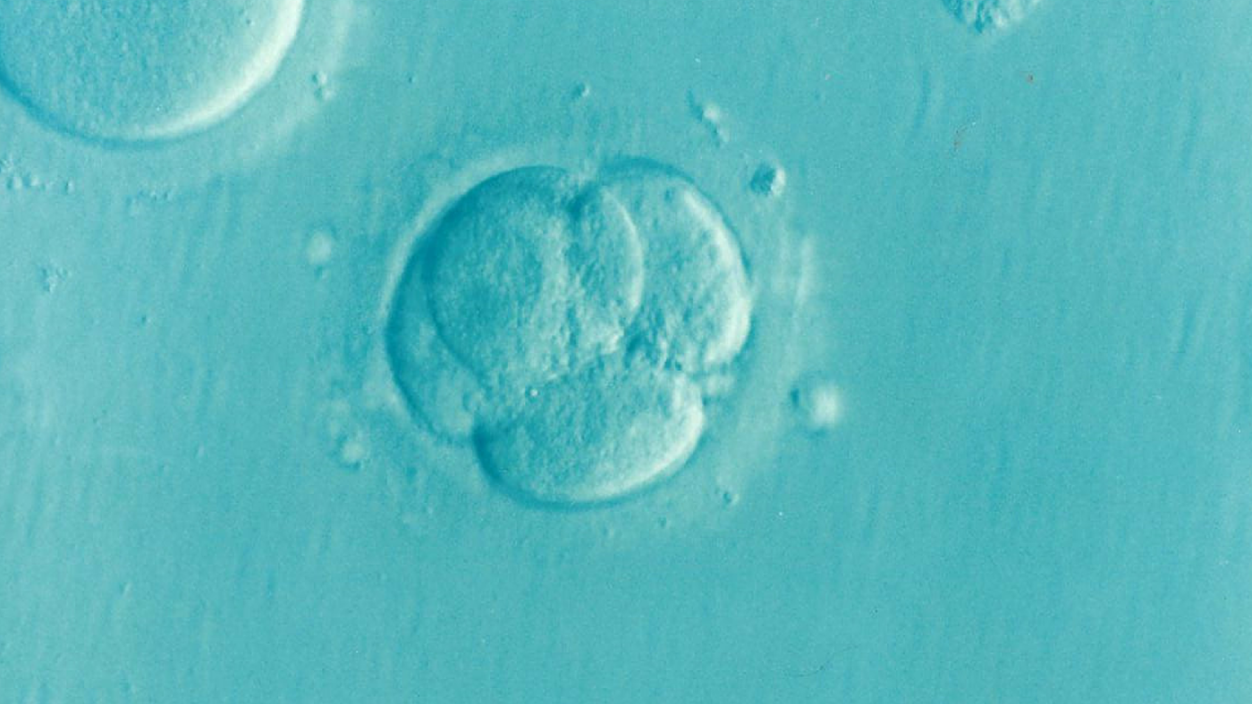 Embryo 1514192