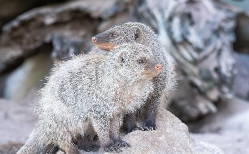 Banded mongoose 5952309