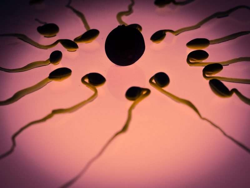 Sperm 956482 1280